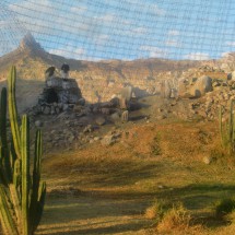 Condors in the zoo of La Paz